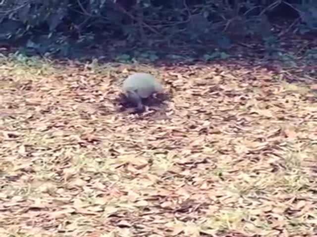 Armadillo Gathering Leaves to 'Billie Jean'  (VIDEO)