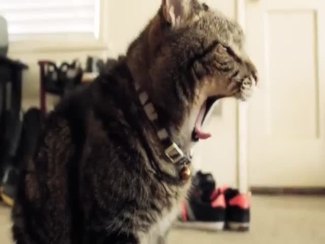 The Wolverine Cat  (VIDEO)