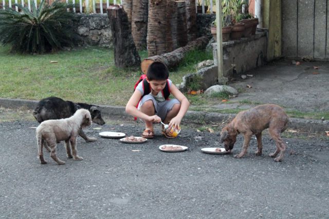One Young Boy’s Touching Dedication to Stray Dogs