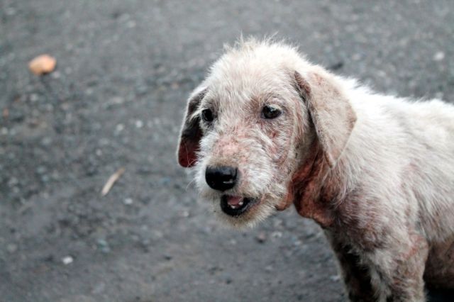 One Young Boy’s Touching Dedication to Stray Dogs