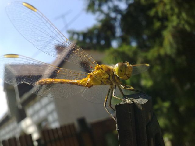 posing dragonfly