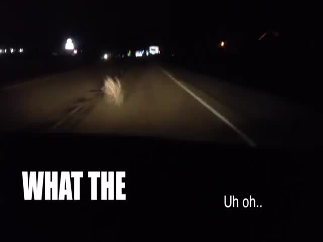 Girl Freaks Out While Driving through Tumbleweeds at Night  (VIDEO)