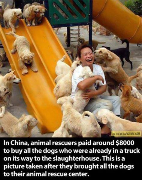 The True Character of People Is Revealed in the Way They Treat Animals