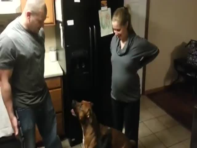 Dog Won't Let Anyone Touch Pregnant Woman's Belly  (VIDEO)