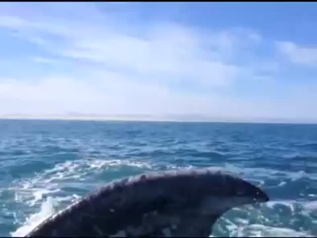 Whale Slaps Girl in the Face with Its Tail  (VIDEO)