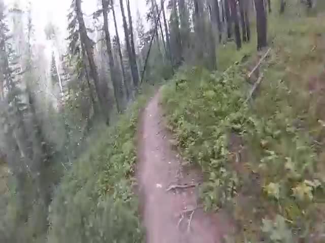 Grizzly Bear Charges Mountain Bikers  (VIDEO)