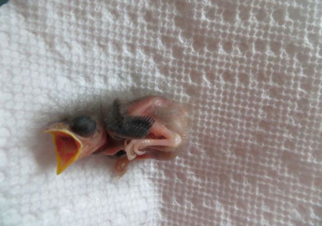 Miniature Baby Songbird Rescued and Raised by Hand