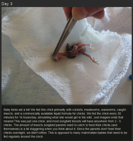 Miniature Baby Songbird Rescued And Raised By Hand 23 Pics
