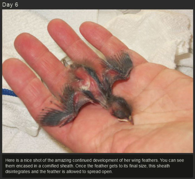Miniature Baby Songbird Rescued and Raised by Hand