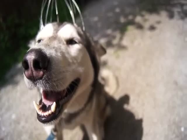 Watch the Face of Pure Happiness as This Husky Gets a Head Massage  (VIDEO)