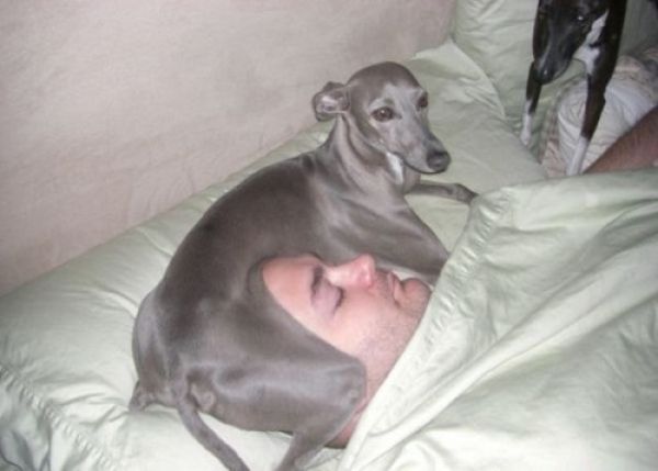 Possibly Some of the Strangest Dogs in the World