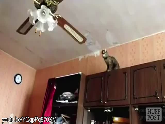 Worthless Cats That Can't Jump  (VIDEO)