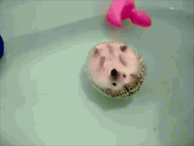 Amusing GIFs of Common Daily Life Trials and Tribulations