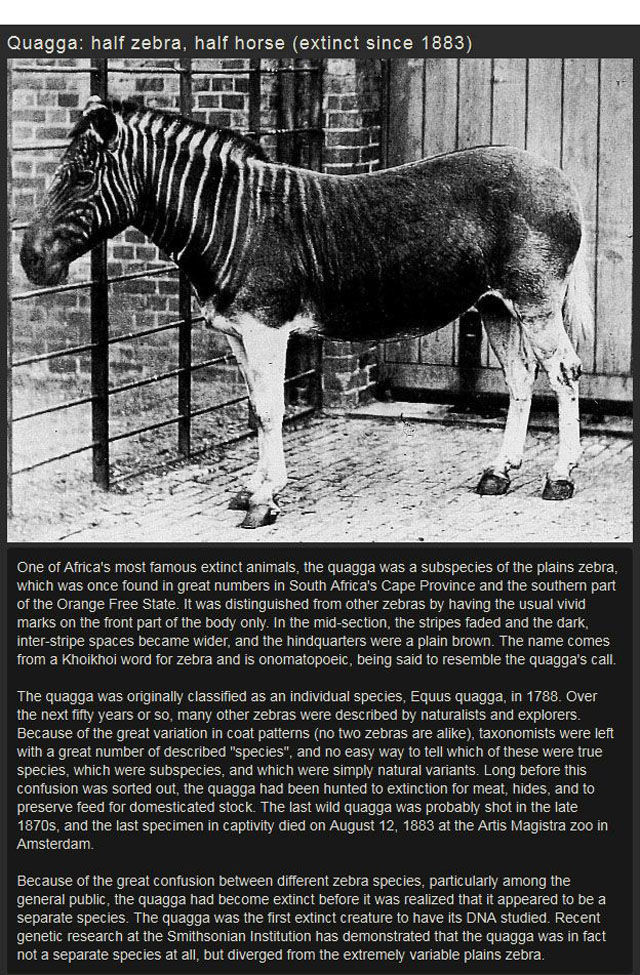 Some of the Most Interesting Extinct Animals Ever