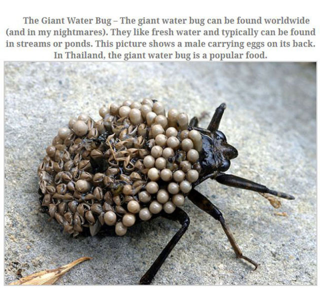 The Top 10 Biggest Insects Known to Man