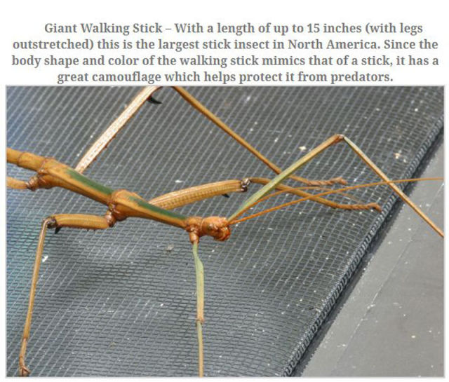 The Top 10 Biggest Insects Known to Man