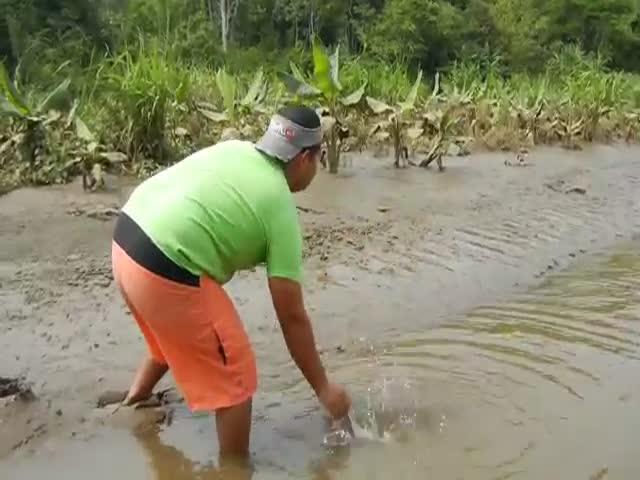 Guy Hand Feeds Wild Croc like It's a Dog  (VIDEO)