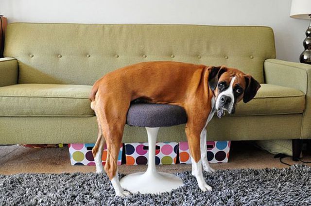 Pets Don’t Always Get How Human Furniture Works