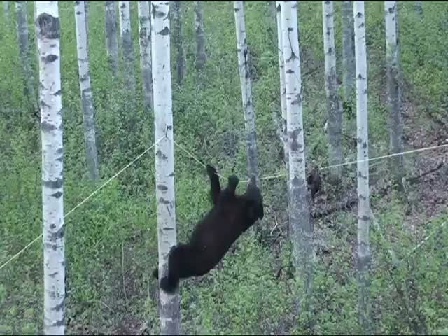 Black Bear Attempts Climbing across Rope to Get Beaver Treat  (VIDEO)