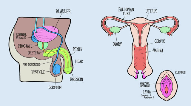 When Adults Try to Name the Reproductive Systems It All Goes Horribly Wrong