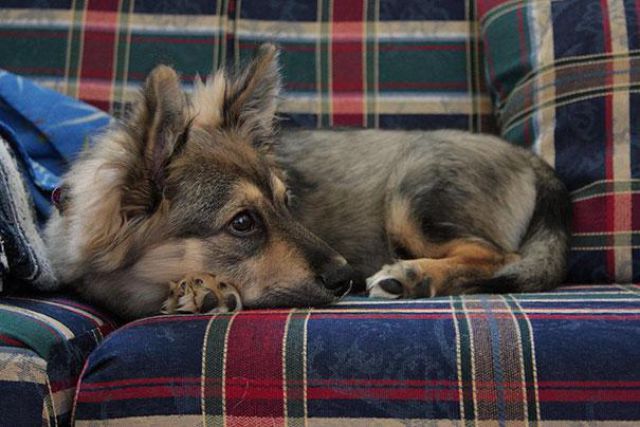 Adorable Dogs That Are Perfect Cross-Breeds