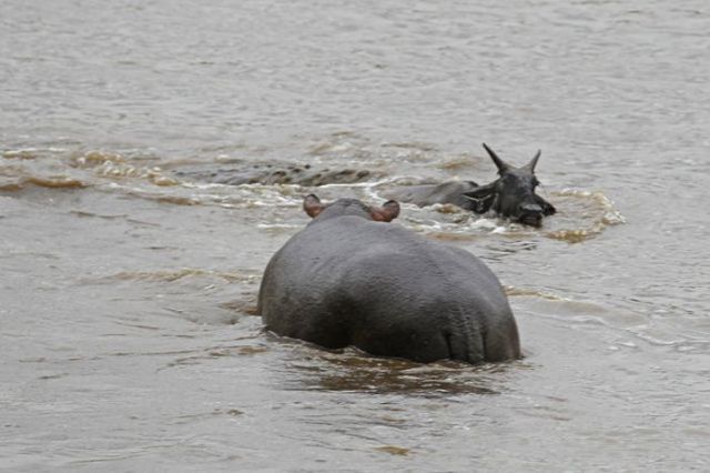 Hippo Rescues Gnu from Death by Crocodile