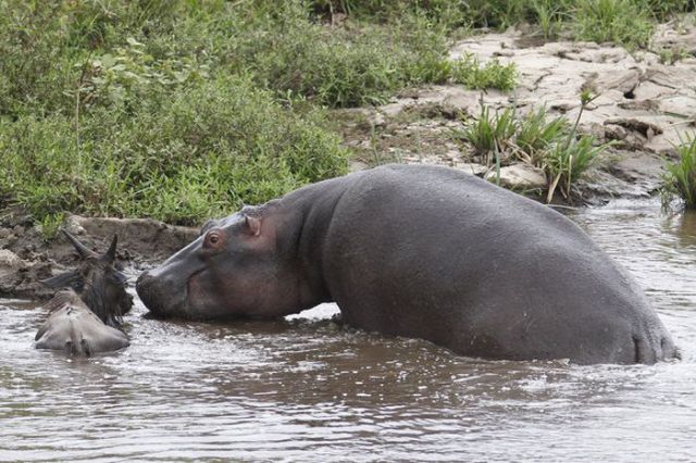 Hippo Rescues Gnu from Death by Crocodile