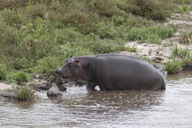 Hippo Rescues Gnu from Death by Crocodile