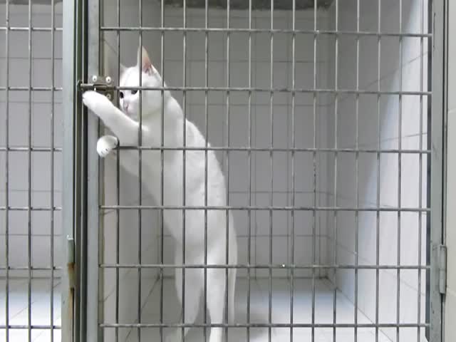 Prison Break: Cat Style  (VIDEO)