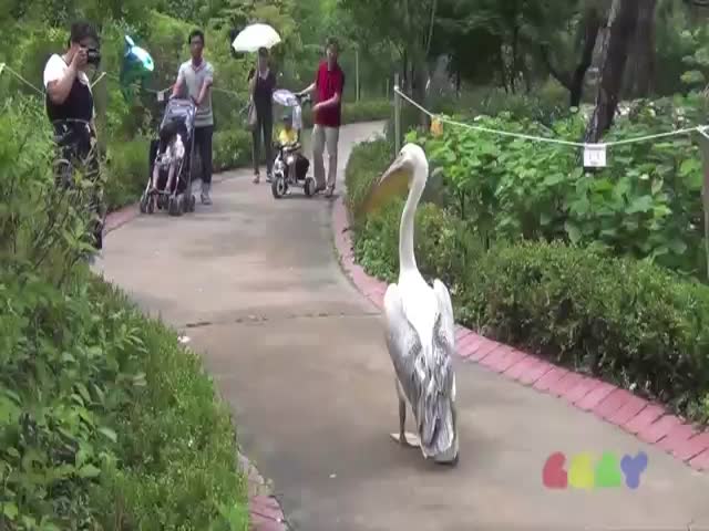 Pimp Pelican Walks around like He Owns the Place  (VIDEO)