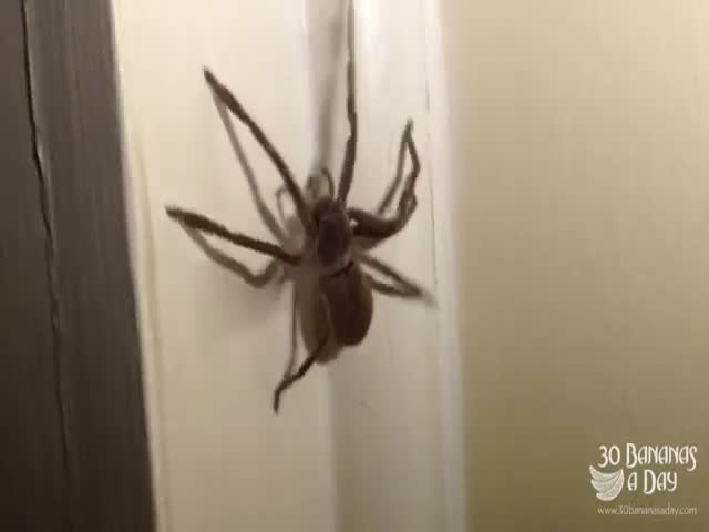 Australian Guy Shows How to Deal with Huge Spiders  (VIDEO)