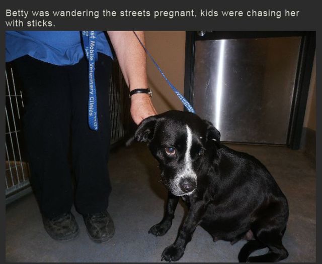 The Sweet Story of a Rescued Pregnant Dog Named Betty