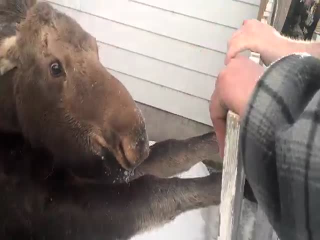 Baby Moose Stuck in Wooden Fence Gets Freed  (VIDEO)