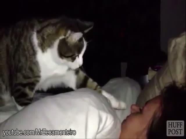 'Cat Alarm Clocks' Are the Best Alarm Clocks  (VIDEO)