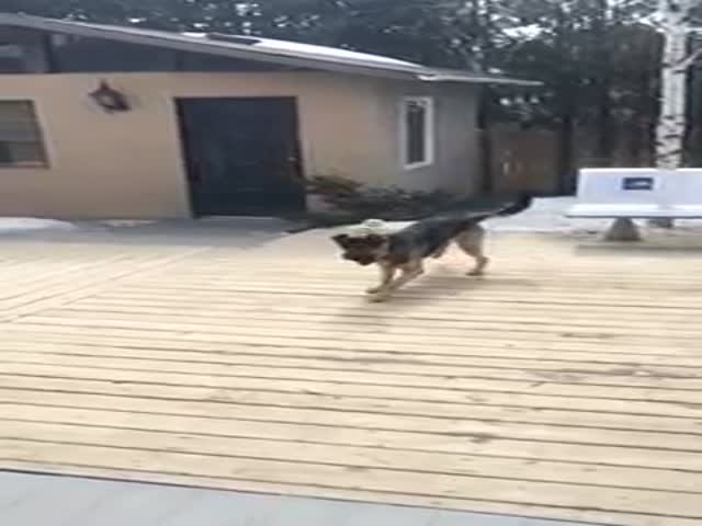 German Shepherd Fails at Catching the Ball in Slow Motion 