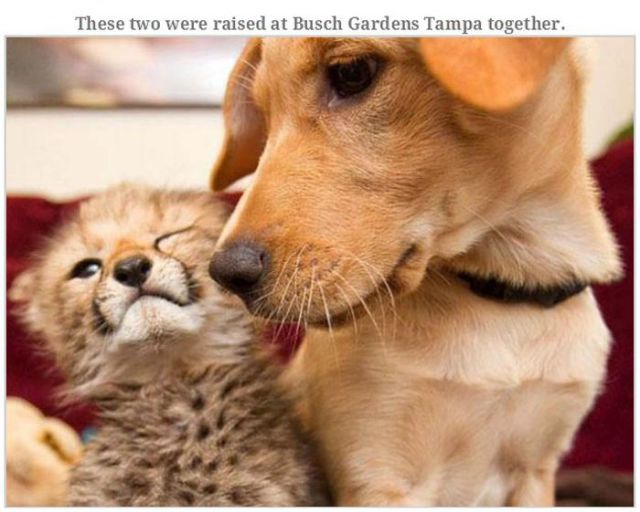 Animal Stories That Will Warm Your Heart