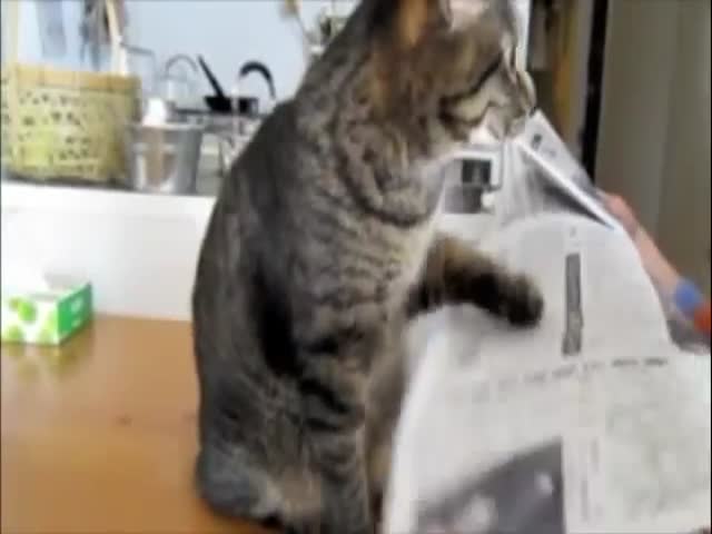 Cat with OCD Cannot Not Hit Paper  (VIDEO)