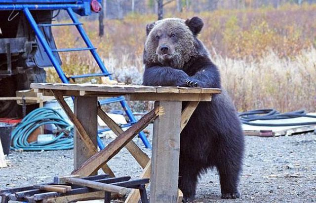 Bears Acting Scarily Similar to Humans