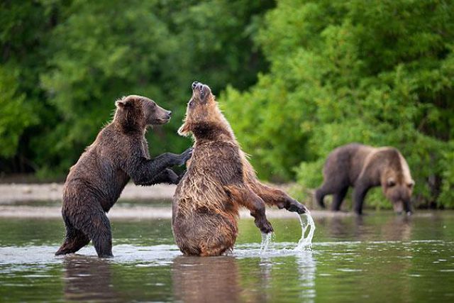 Bears Acting Scarily Similar to Humans