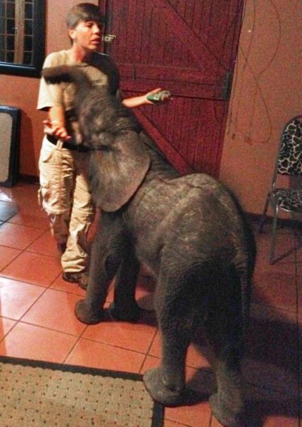 A Visit from a Lost and Wandering Baby Elephant