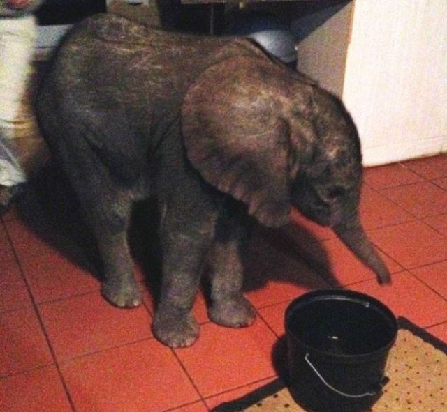 A Visit from a Lost and Wandering Baby Elephant