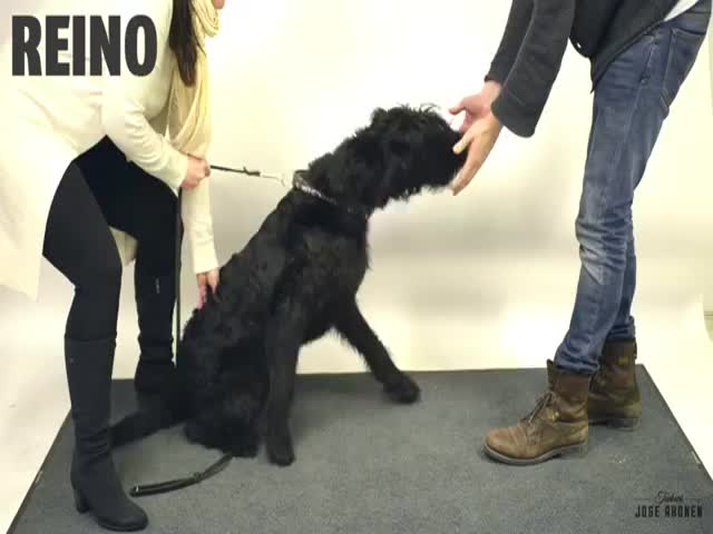 Dogs' Funny Reactions to Magic - Part 2  (VIDEO)