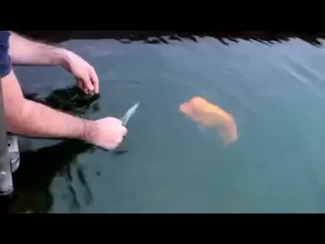Man Plays with Fish That Loves to Be Petted  (VIDEO)