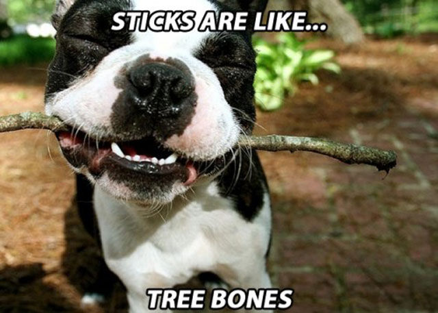 When Dogs Get High You Get These Hilarious Memes