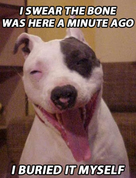 When Dogs Get High You Get These Hilarious Memes