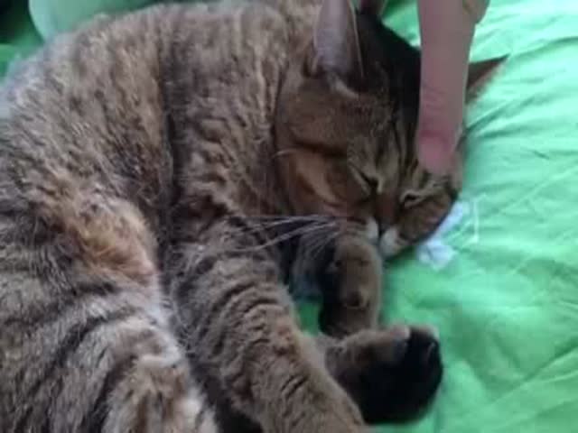 Sleepy Cat Gives Absolutely Zero F*cks  (VIDEO)