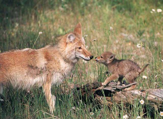 A US State-by-State Guide to the Cutest Baby Animals