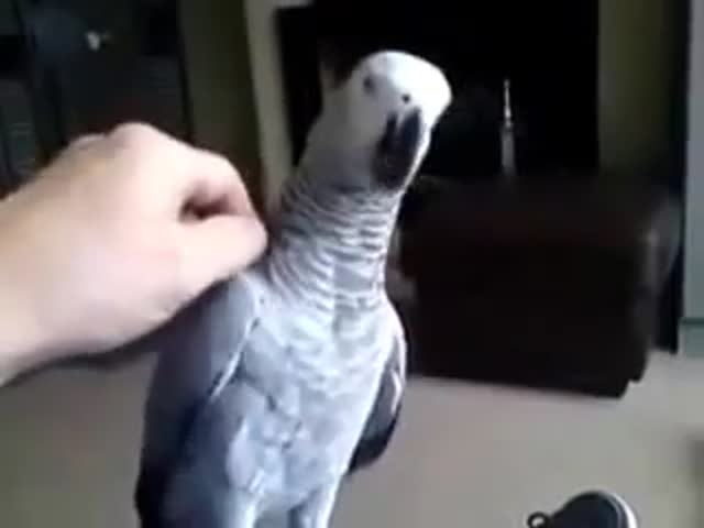 Parrot Doesn't Want to Be Touched  (VIDEO)