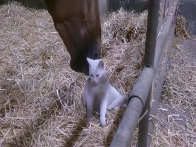 Horse Pets Cat  (VIDEO)