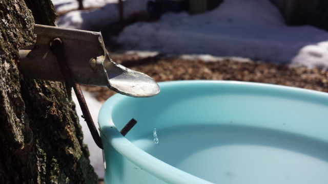 A Step-by-step Illustration of How Maple Syrup Is Made
